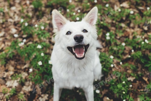 Preview: Adorable happy white dog sitting among beautiful blooming wood anemones in spring forest