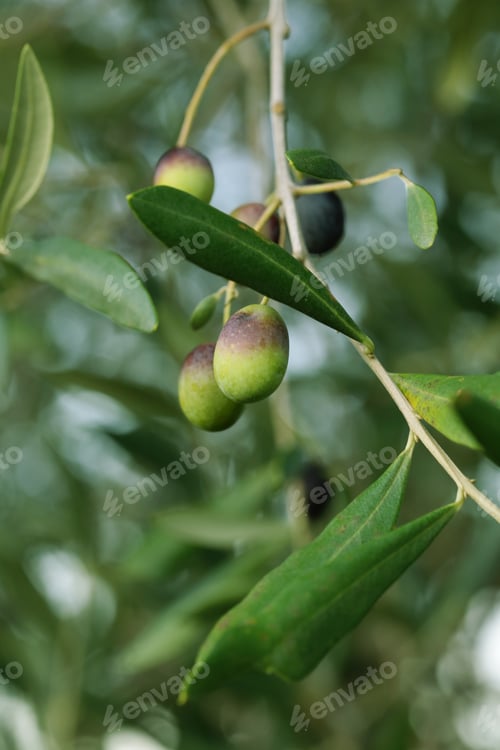 Preview: Fresh Organic Olives