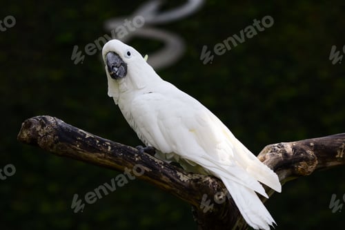 Preview: White cockatoo parrot sitting on a branch on a dark background in sunlight in Bali Island Park