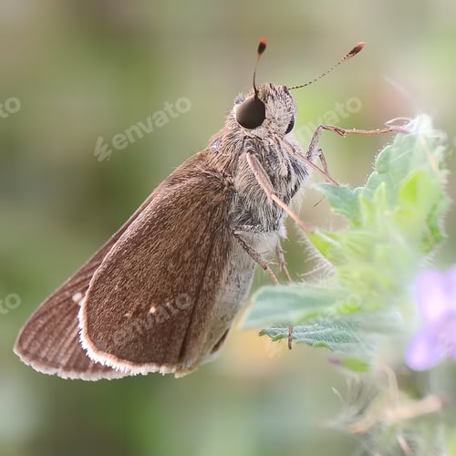 Preview: Butterfly