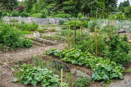 Preview: A View Of A Community Garden In Seatac, Washington.