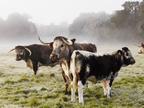 Preview: Longhorn cattle in a field on a misty morning.