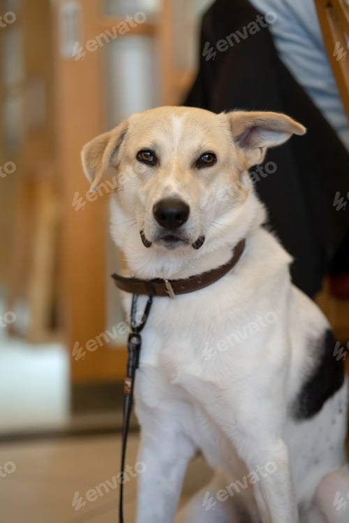 Preview: Portrait of a mongrel dog with a floppy ear, a dog looking at the camera