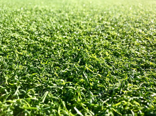 Preview: Green Artificial turf full frame background