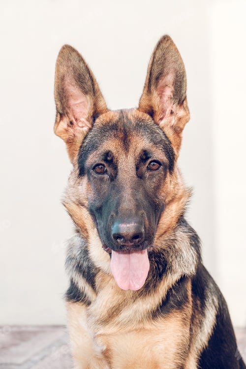 Preview: German shepherd looking at camera