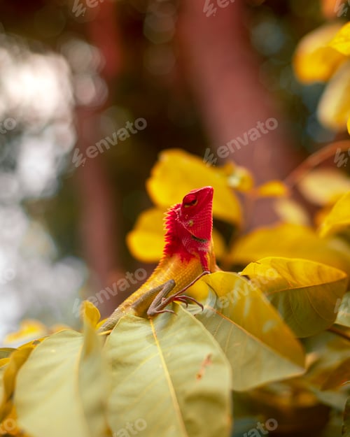 Preview: Forest lizard chilling in the evening. Beautiful wild animal photography.