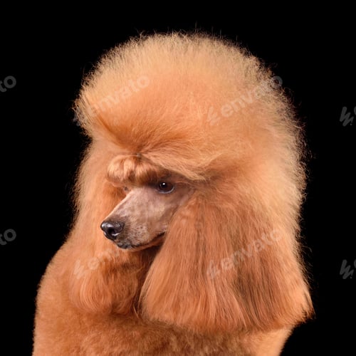Preview: Portrait of apricot toy poodle