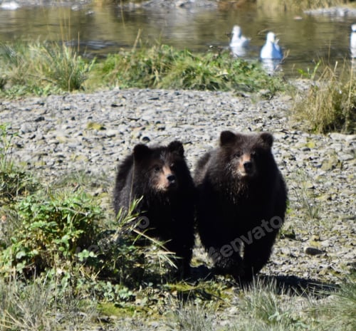 Preview: Baby grizzly bear cubs running to find momma bear