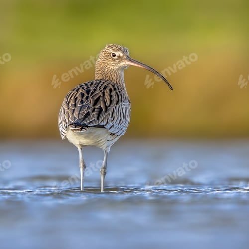 Preview: Eurasian curlew wading in tidal marsh waddensea