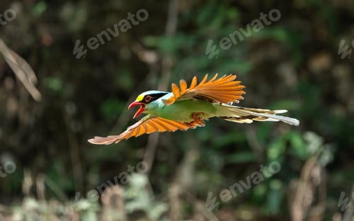 Preview: The common green magpie