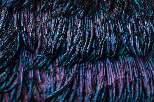 Preview: Bird feather