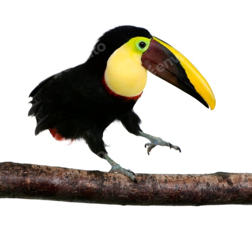 Preview: Chestnut-mandibled Toucan - Ramphastos swainsonii (3 years)