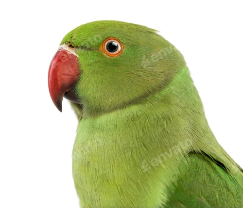Preview: Close up of a Rose-ringed Parakeet, Psittacula krameri, also known as Ring-necked Parakeet