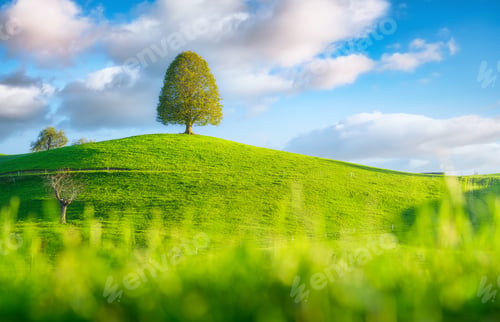 Preview: Nature. Landscape in summertime. Tree on top of the hill. Fields and pastures.