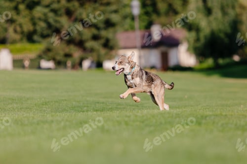 Preview: A mixed breed dog on a walk. Dog running on the grass. Cute dog playing. Funny pet. Pet adoption.