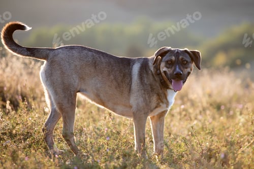 Preview: Happy dog having fun in a field of summertime