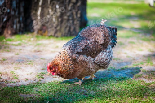 Preview: brown hen looking for food in the farm