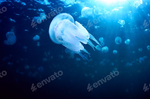 Preview: Jellyfish