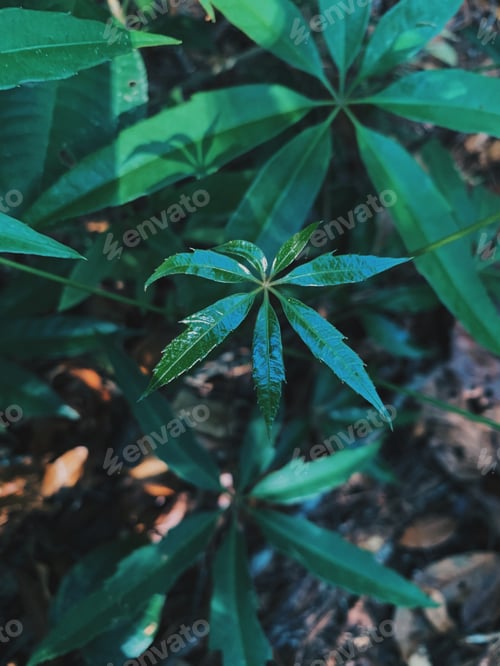 Preview: natural textures of green leaves