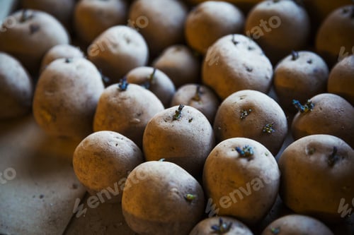 Preview: Close up of sprouting potatoes.