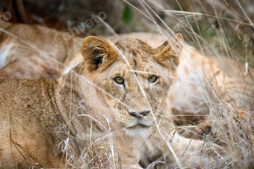 Preview: Lion in National park of Kenya