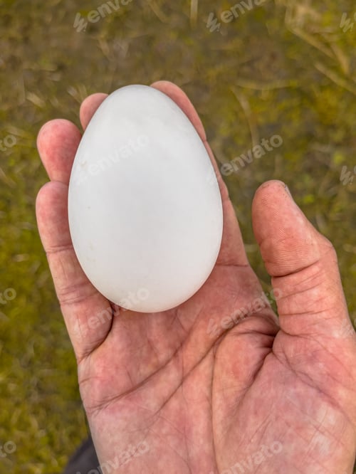 Preview: Egg of wild duck in hand of biologist