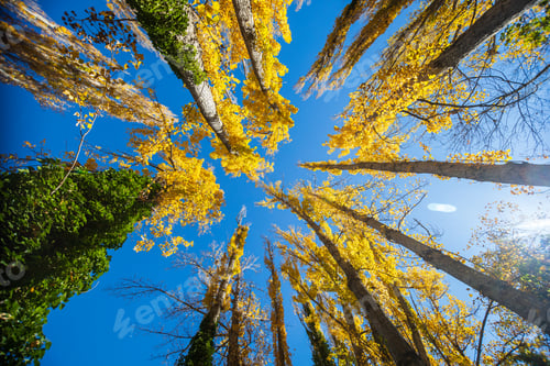 Preview: Low angle view of tall trees with sunlight