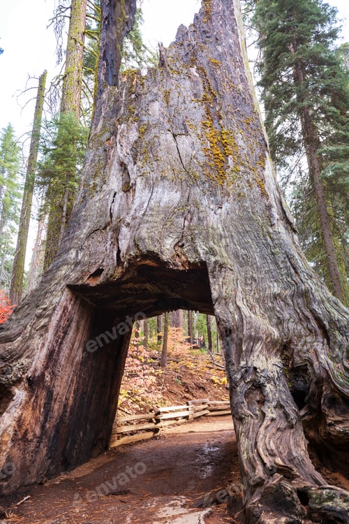 Preview: Sequoia tunnel