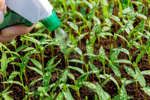 Preview: Growing young pepper seedlings, green seedlings irrigated with water.