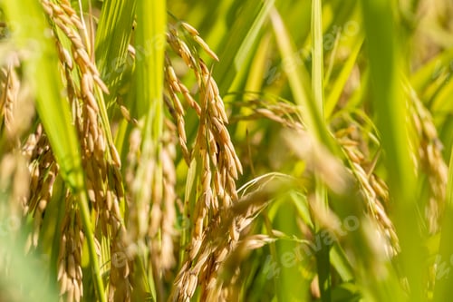 Preview: rice close-up in autumn