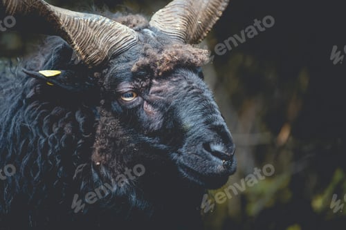 Preview: Closeup shot of the head of a black Hebridean Sheep with big curvy horns
