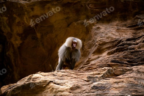 Preview: Monkey on a large boulder surrounded by a cluster of smaller rocks