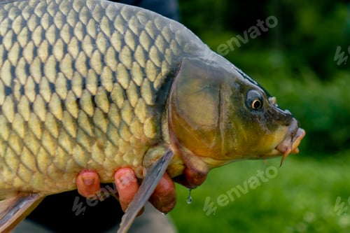 Preview: professional fisherman holding carp on bank of a river fishing in reservoirs good catch