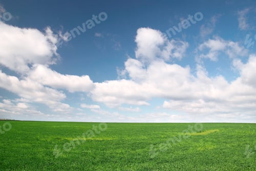 Preview: Field with green wheat and blue sky