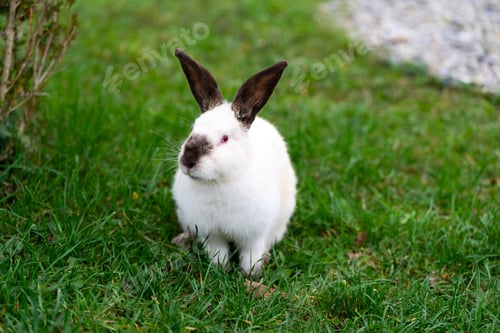 Preview: White cute rabbit sitting on the grass. Young adorable bunny playing in garden outdoor.