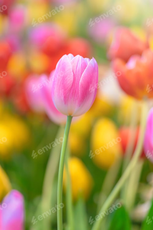 Preview: Beautiful pink tulips with flowerbed nature background