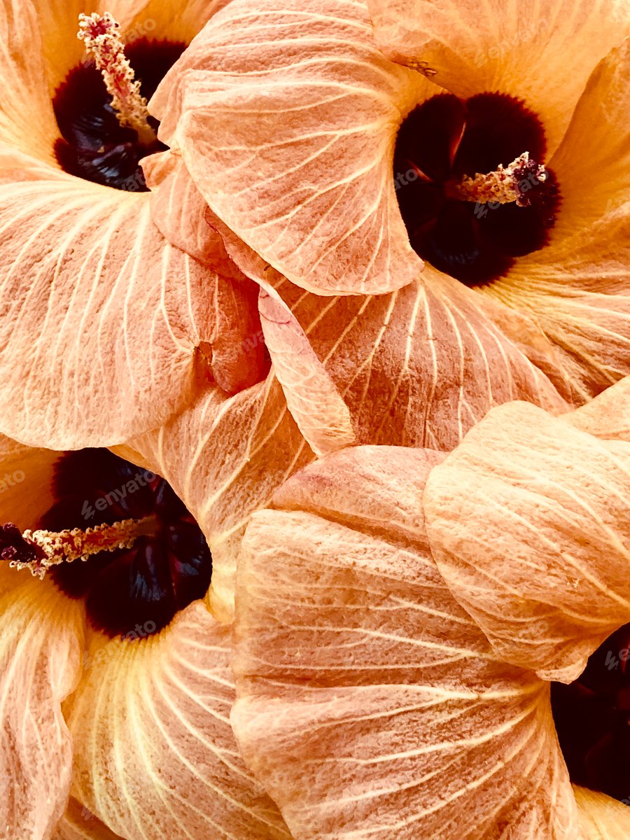 Cover for Bouquet of orange flowers full frame