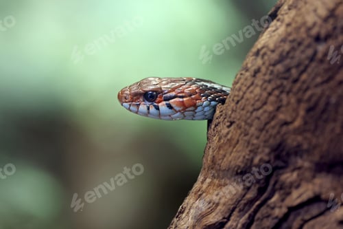 Preview: Closeup of snake hiding behind tree, blurred background