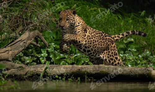 Preview: Jaguar in the Pantanal