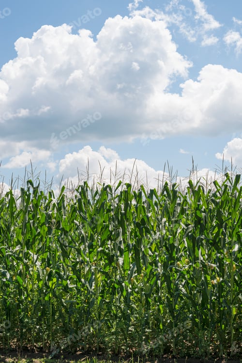 Preview: Tall plants in a field, maize corn growing.