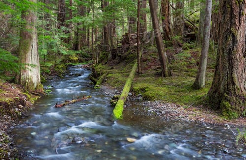 Preview: Creek in the forest