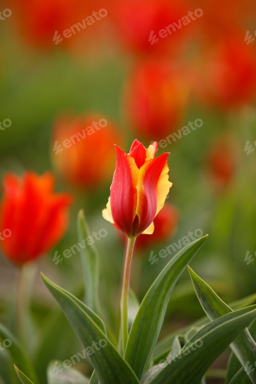 Preview: Vibrant red and yellow tulip in a lush green garden
