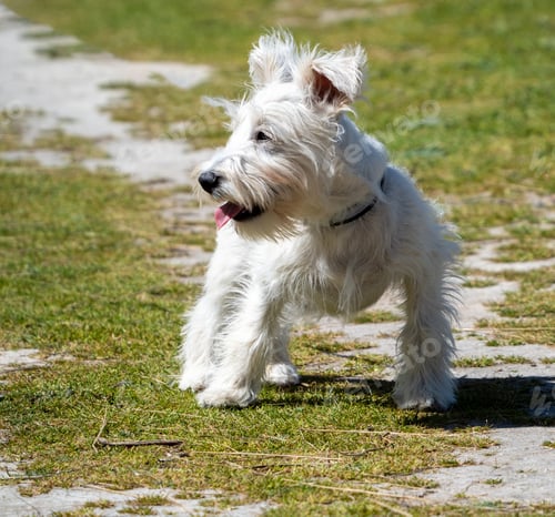 Preview: White Schnauzer puppy waiting for his owner in the field