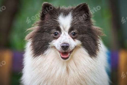 Preview: Pomeranian Spitz dog in garden, close up face portrait