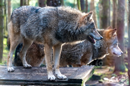 Preview: two grey wolfs standing on top of a wooden platform