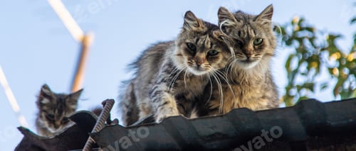 Preview: Homeless cats on the roof. Selective focus.