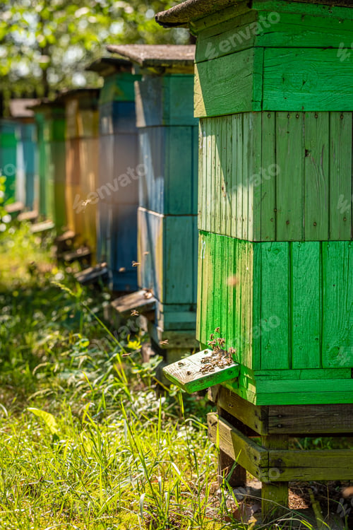 Preview: Wooden beehives full of bees in summer garden