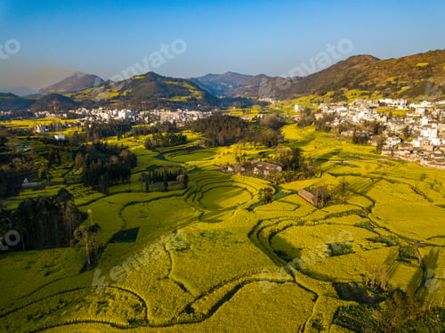 Preview: Yellow rapeseed (canola) flower field in spring, Luoping, China