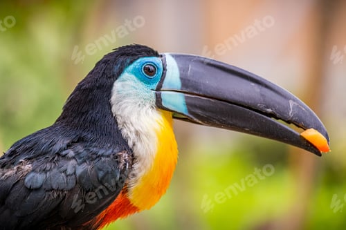Preview: Black, white and orange toucan with a long beak