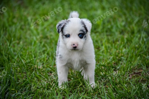 Preview: Adorable Australian Shepherd puppy playing in lush green grass.